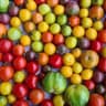 Tomato: Heirloom Mix